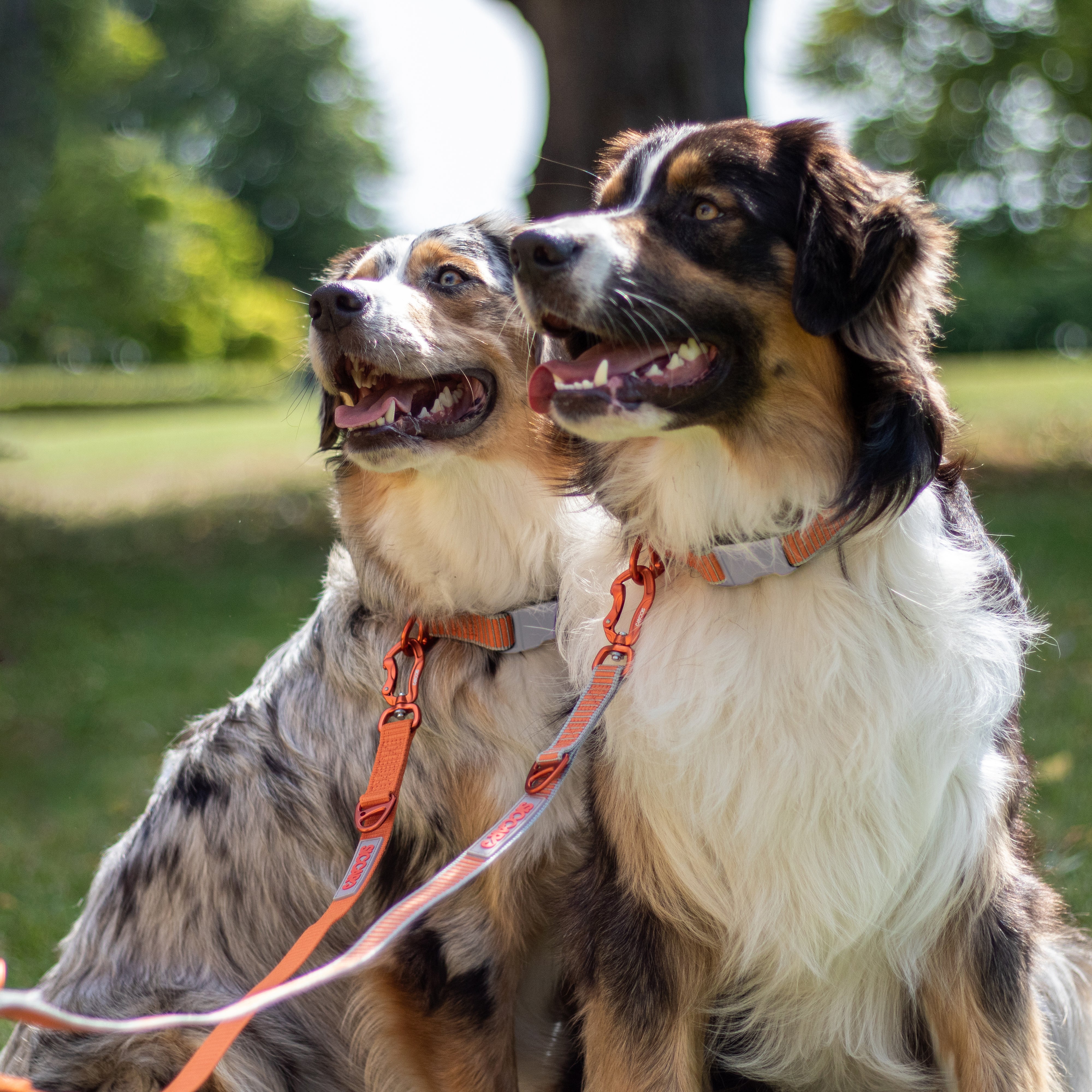 Leads & Collars