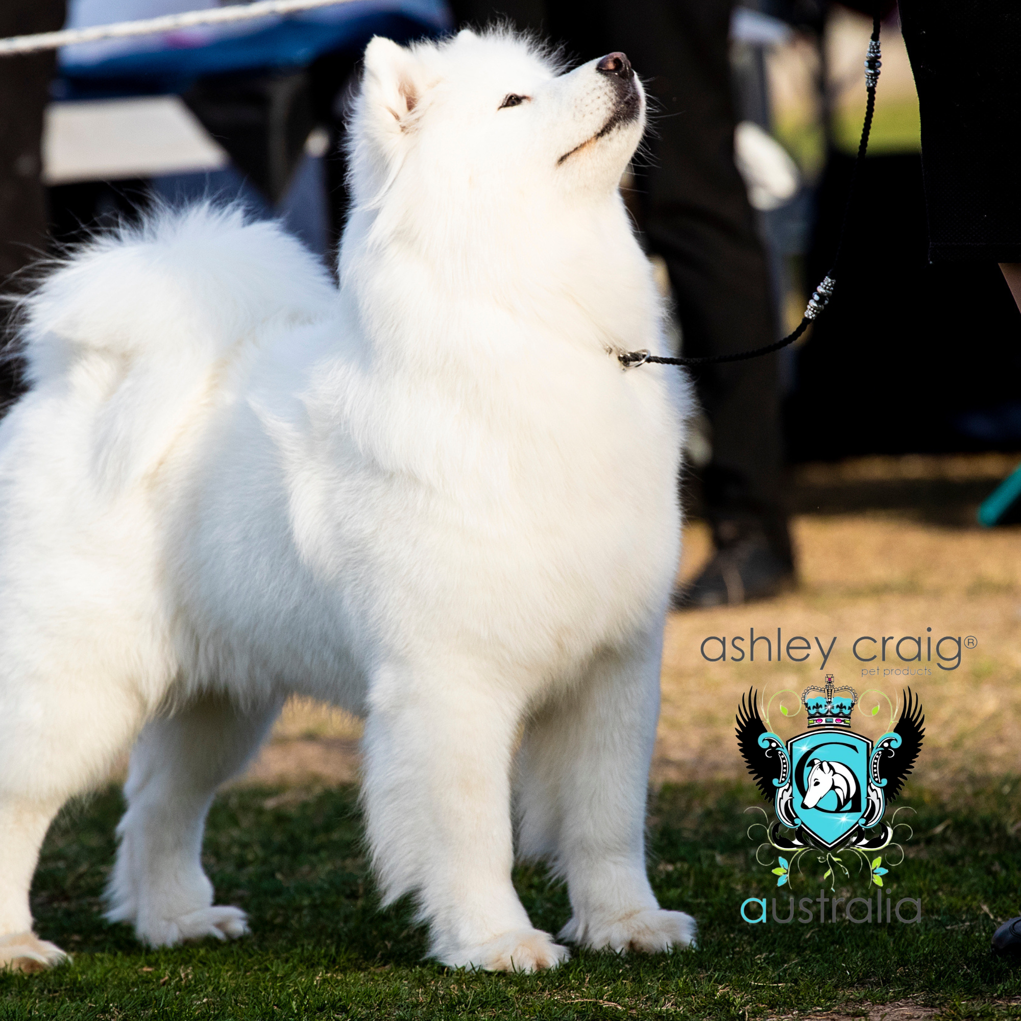 Ashley Craig Pet Products Grooming Australia