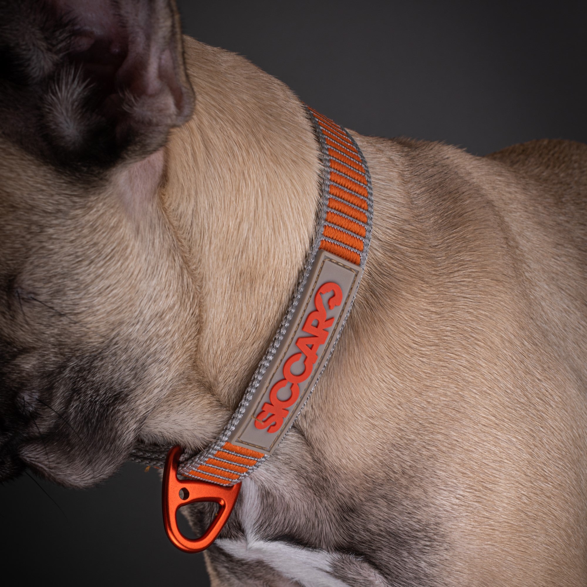 Siccaro SEALINES® Dog Collar  |  Made From 100% Recycled Nylon