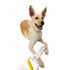 Aussie Dog Tugathong  |  Durable Tug Toy