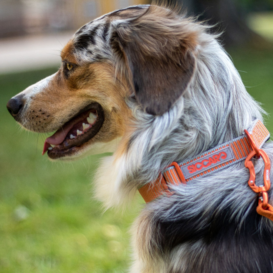 Siccaro SEALINES® Dog Collar  |  Made From 100% Recycled Nylon